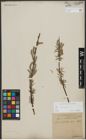 Foto von Salix viminalis L.